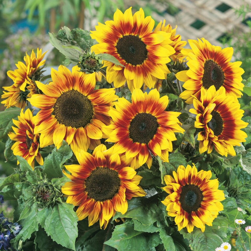 image 1 of Sunflower Firecracker F1 | Multi | Yellow, Orange, Brown | Flower Seeds | 1