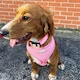 image 7 of HugglePets Step In Air Mesh Dog Harness Red | M