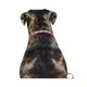 image 2 of Weatherbeeta Rope Leather Dog Collar - Burgundy/Brown - L