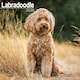 image 1 of Labradoodle 2026 Calendar | Square Wall Calendar | Dog Breed Gift | Plastic Free Packaging | by Avonside Publishing