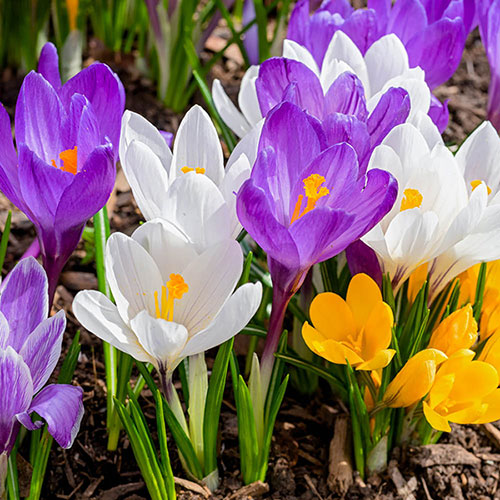 YouGarden Crocus Species Mixed, Pack of 30 Bulbs, Spring Flowering Bulbs for Planting Now UK