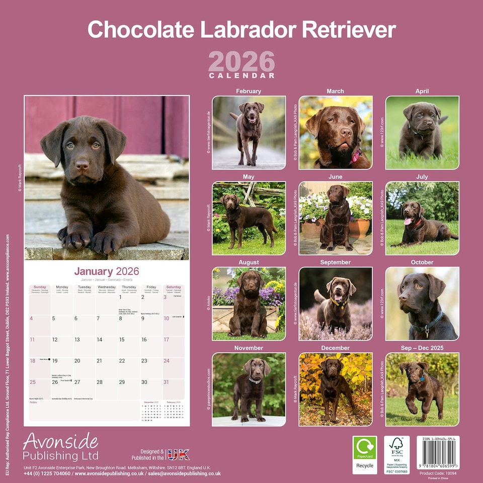 image 1 of Chocolate Labrador Retriever 2026 Calendar | Square Wall Calendar | Dog Breed Gift | Plastic Free Packaging | by Avonside Publishing