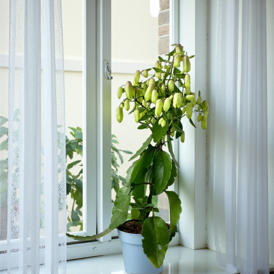 image 1 of 1 x Kalanchoe Pinnata Magic Bells in 14cm Pot - Easy Care Indoor Houseplant