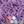 Lilac Purple