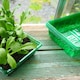 image 1 of Gro-Sure Visiroot Seed Trays 4 Pack Transparent RPET Propagation Trays