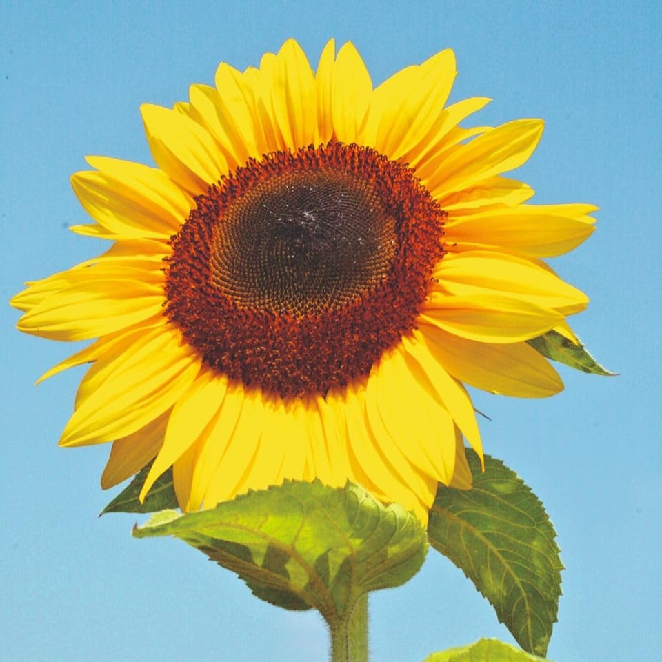 image 1 of Sunflower Titan Seeds Giant Golden Blooms Drought Tolerant Easy to Grow Pollinator Friendly Garden Focal Point