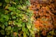image 2 of 25x Green Beech Fagus Sylvatica Hedging Trees in Pots By Direct Plants