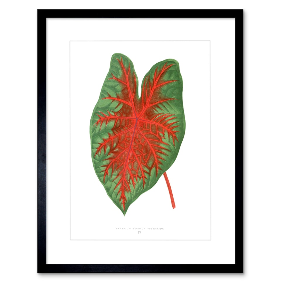 image 1 of Leaf Botanical Caladium Bicolor Spendens Vintage 9x7" Black Framed Wall Art Print