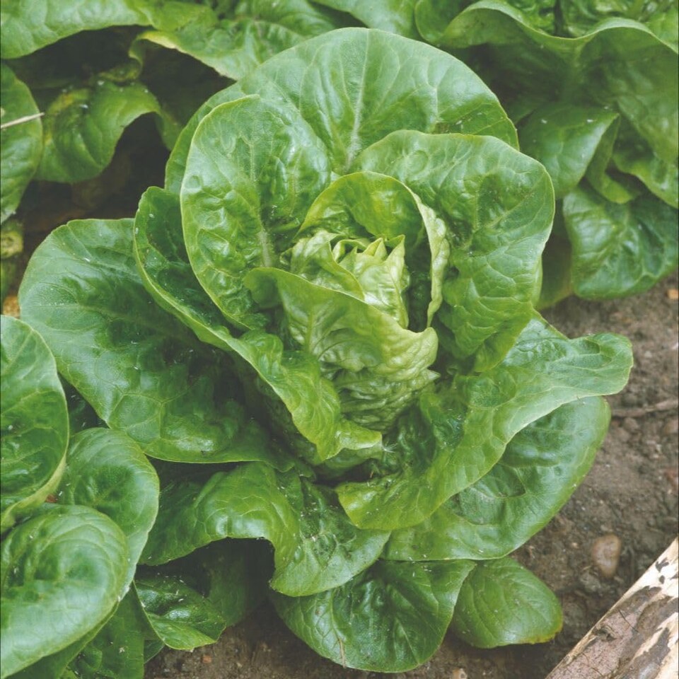 image 1 of Little Gem Cos Lettuce Seeds - Early Sweet Crisp Salad Variety - RHS Award Winner - 350 Seeds
