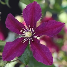Clematis Niobe Ruby-Red Hardy Perennial Climber Compact Starry Blooms 2x 7cm Pot T&M