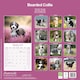 image 2 of Bearded Collie 2026 Calendar | Square Wall Calendar | Dog Breed Gift | Plastic Free Packaging | by Avonside Publishing