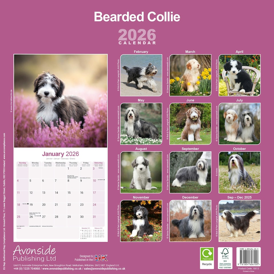image 1 of Bearded Collie 2026 Calendar | Square Wall Calendar | Dog Breed Gift | Plastic Free Packaging | by Avonside Publishing
