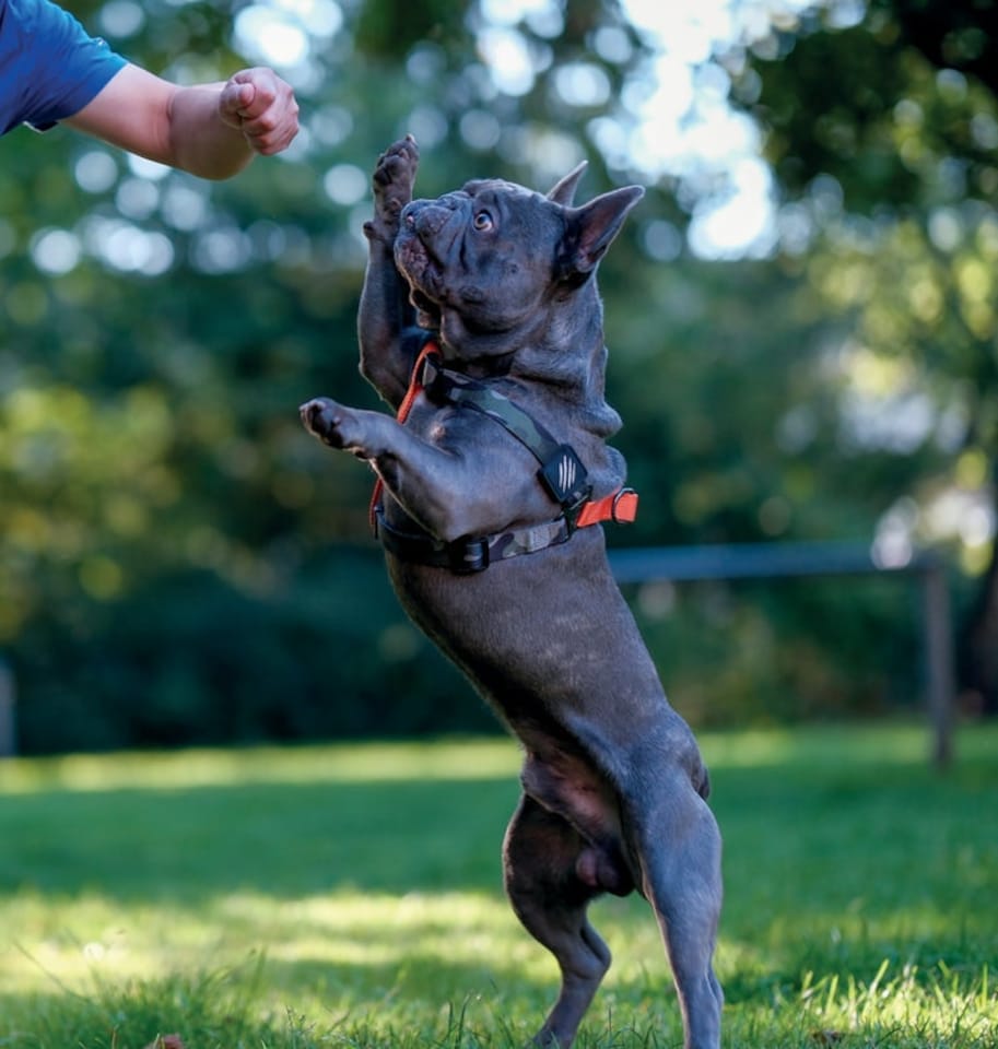 image 1 of M-PETS WILD Jungle Harness XS