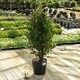 image 3 of Marshalls Garden Pyramid Bay Tree (Laurus nobilis) 70cm or 100cm incl. pot | Multi | Green | 5L Plants