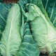 image 2 of Cabbage (Pointed) Dutchman F1