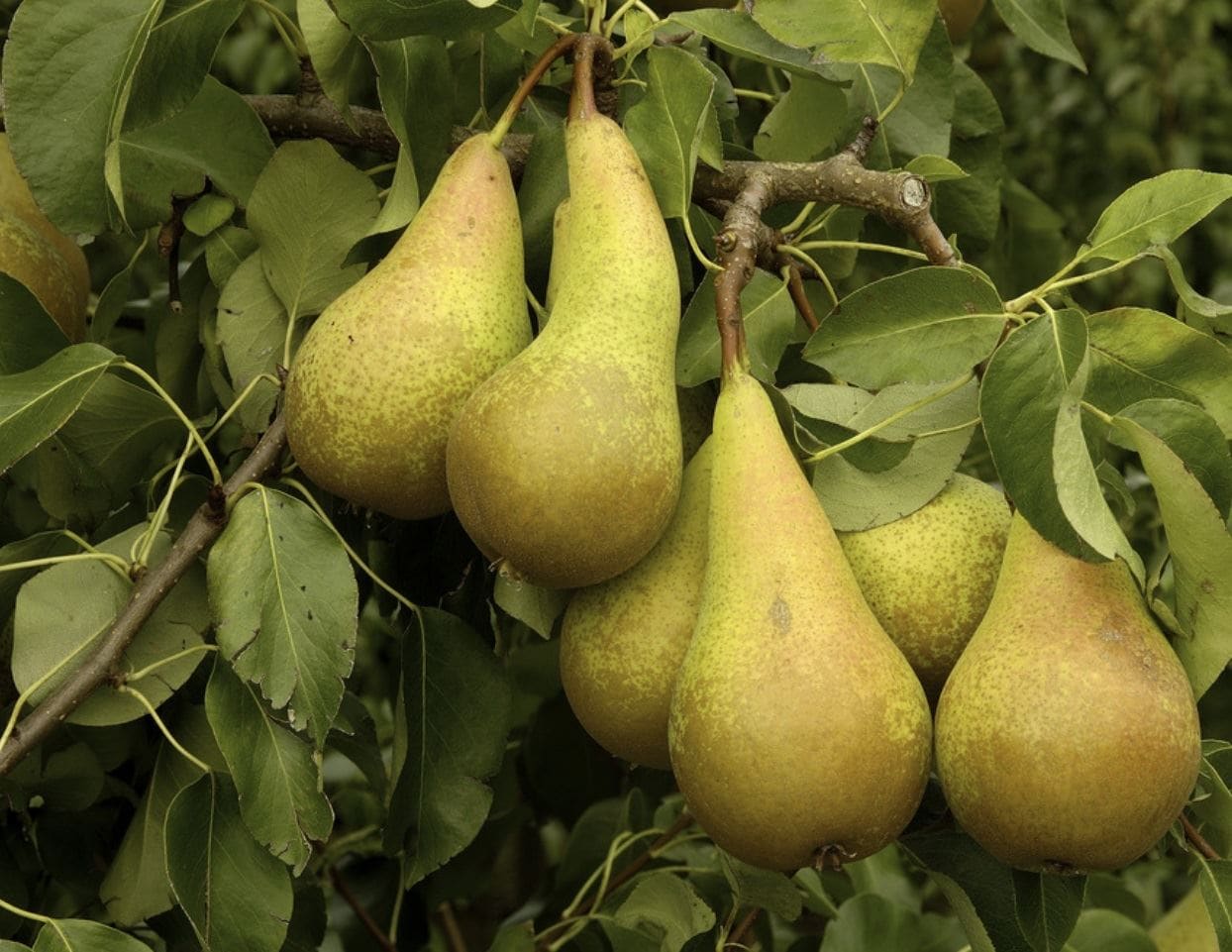 Direct Plants Patio Dwarf Conference Pear Fruit Tree 3-4ft Supplied in a 5 Litre Pot in Green
