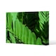 image 1 of Natural dark green leaves, long slender green leaves (Canvas Print)
