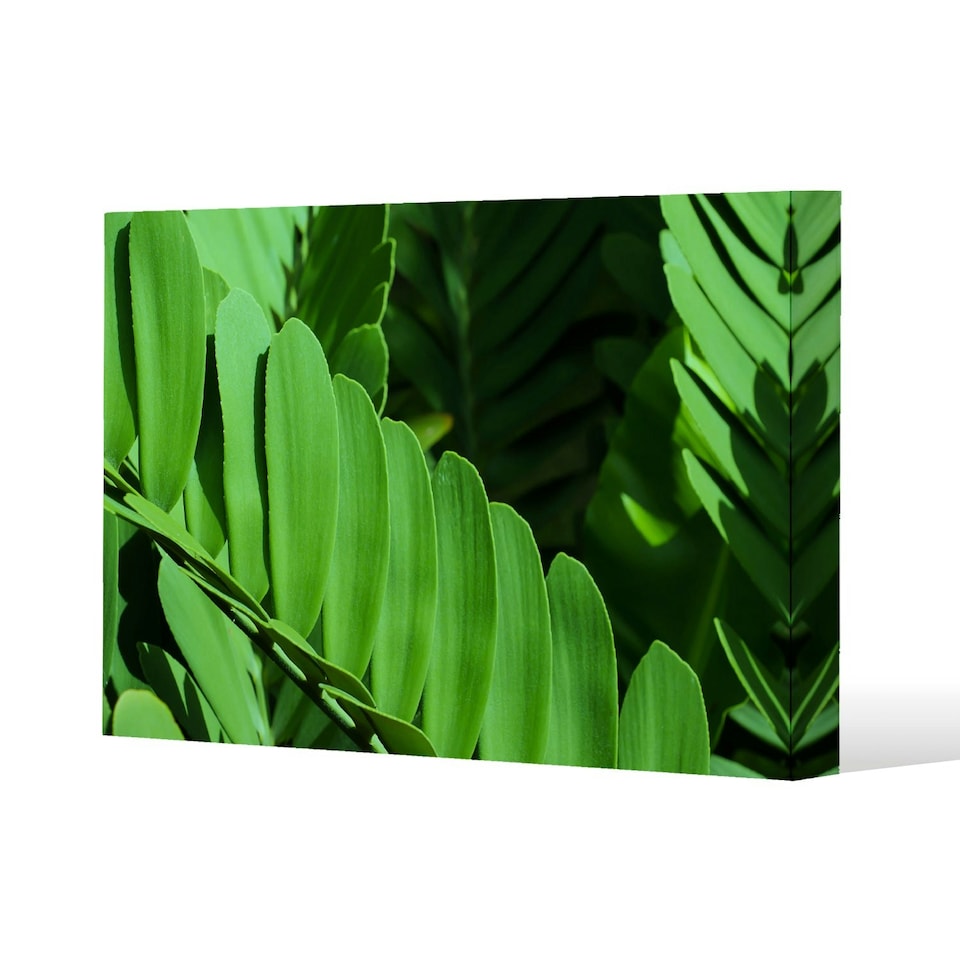 image 1 of Natural dark green leaves, long slender green leaves (Canvas Print)