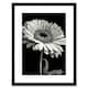 image 1 of Black White Pencil Drawing of a Gerbera Flower 9x7" Black Framed Wall Art Print