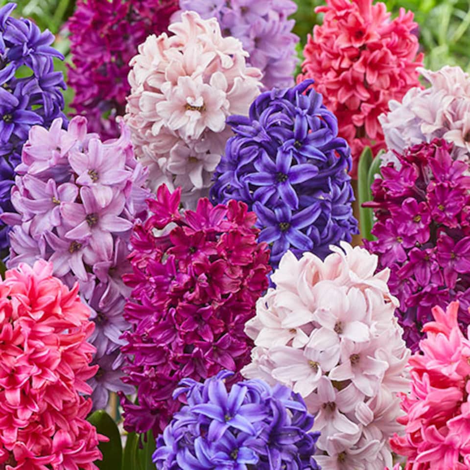 YouGarden Hyacinth 'Berries and Cream' Mix, Set of 10 Bulbs for Autumn ...