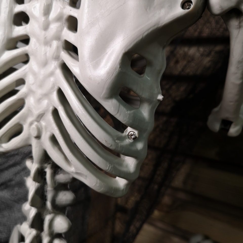 image 1 of 90cm (3ft) Posable Full Body Halloween Skeleton Decoration with Movable Joints