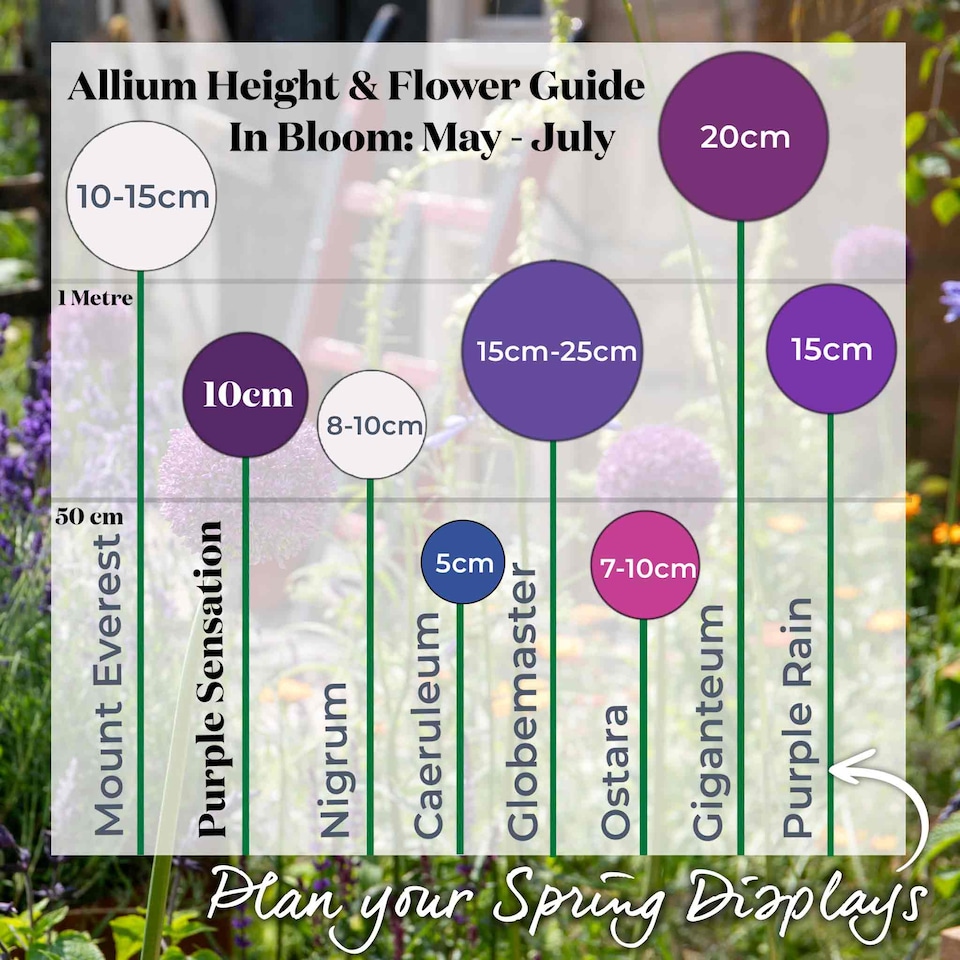 image 1 of Marshalls Garden Allium 'Purple Sensation' Bulbs, 10 Pack