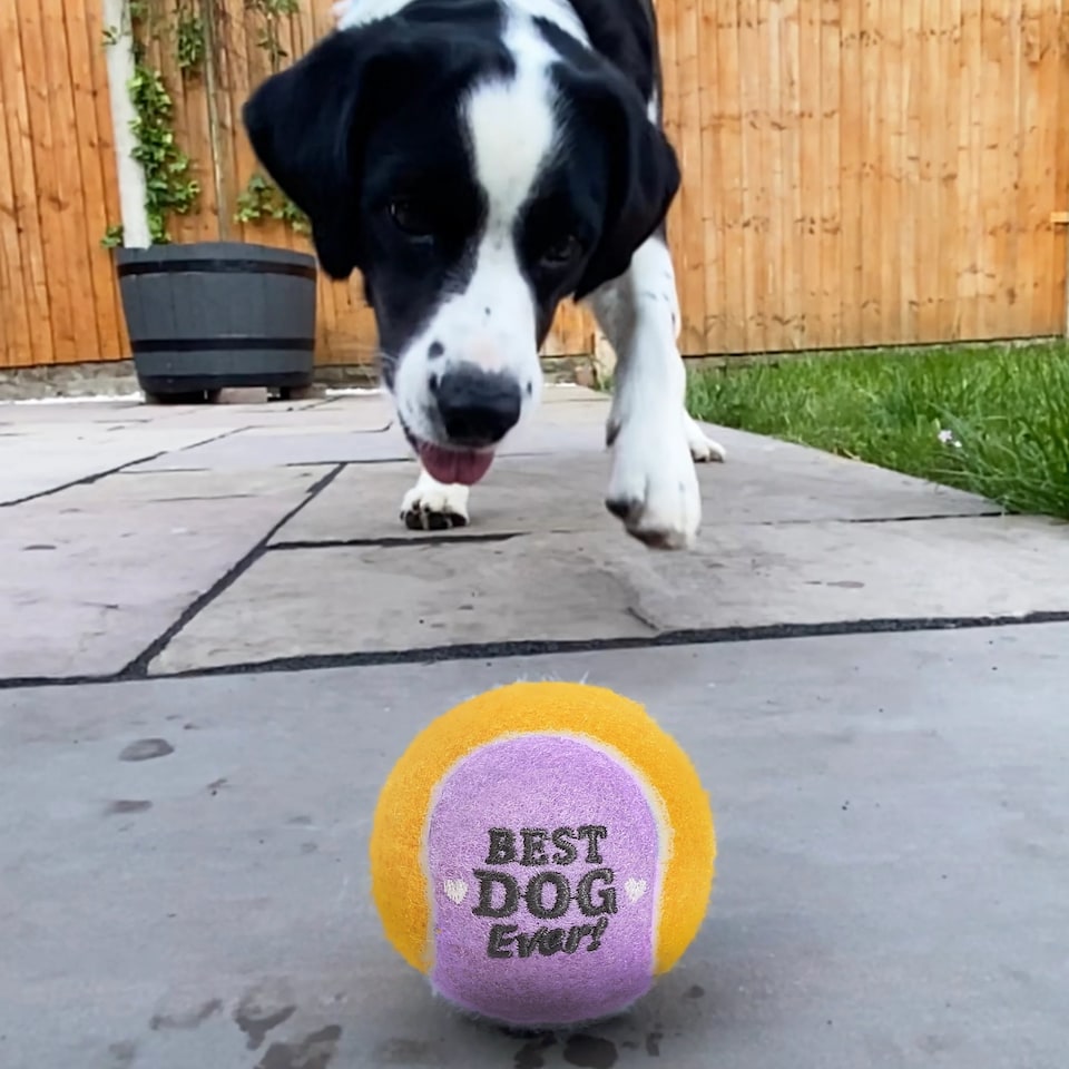 image 1 of Pre-Personalised Dog Ball Gift Pack 2pcs Blue Harley
