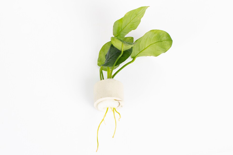 image 1 of Anubias barteri var. nana - Live Aquarium Plant for Foreground & Carpeting, Low Light, Beginner Friendly - Fish Tank Plant