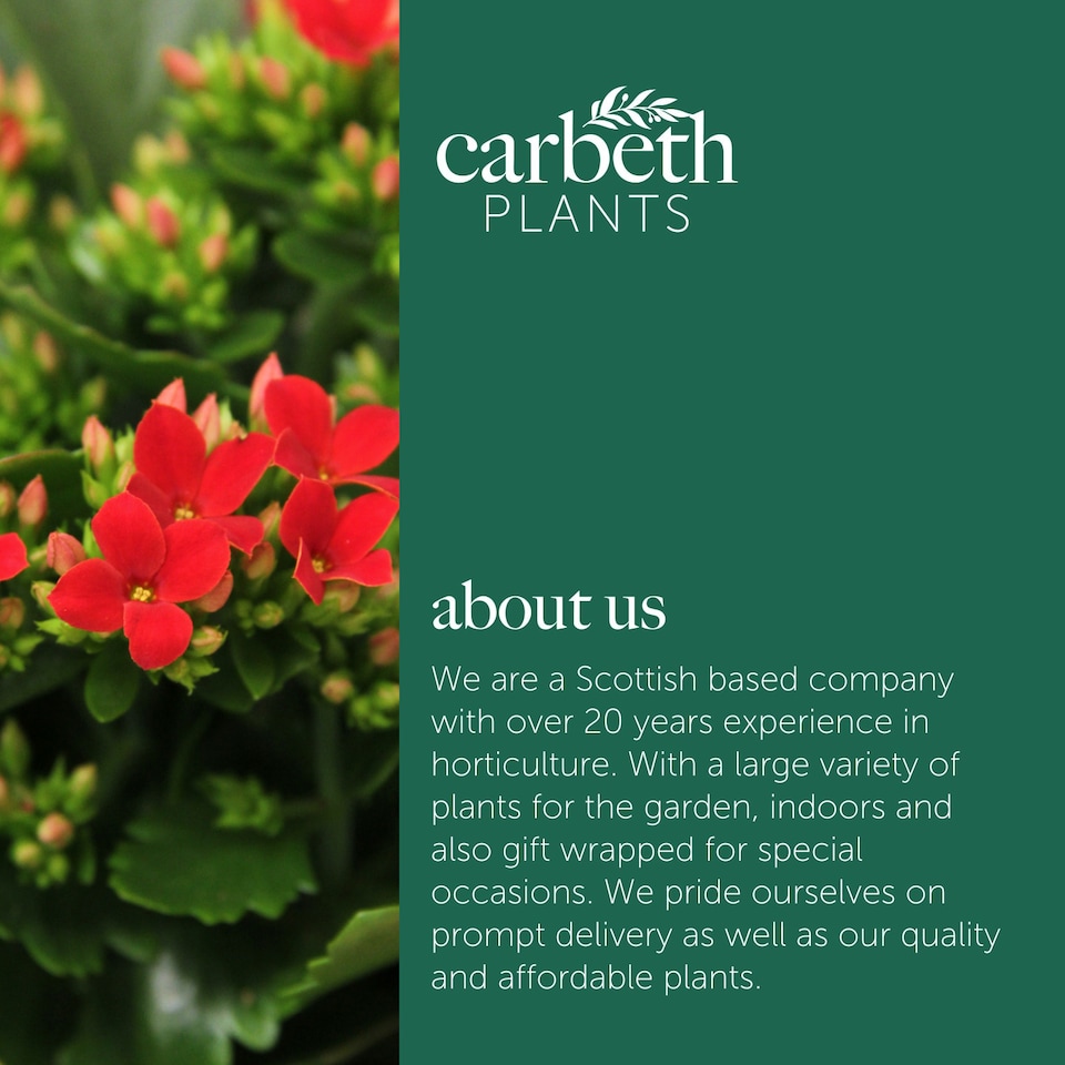 image 1 of 2 x Red Real Kalanchoe Plants Flaming Katy in 10.5cm Pots - Low Maintenance Live Flowering Succulent Houseplant