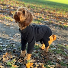 Four Legged Dog Fleece - XL / Black Black | XL