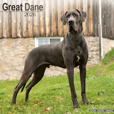 Great Dane 2026 Calendar | Square Wall Calendar | Dog Breed Gift | Plastic Free Packaging | by Avonside Publishing