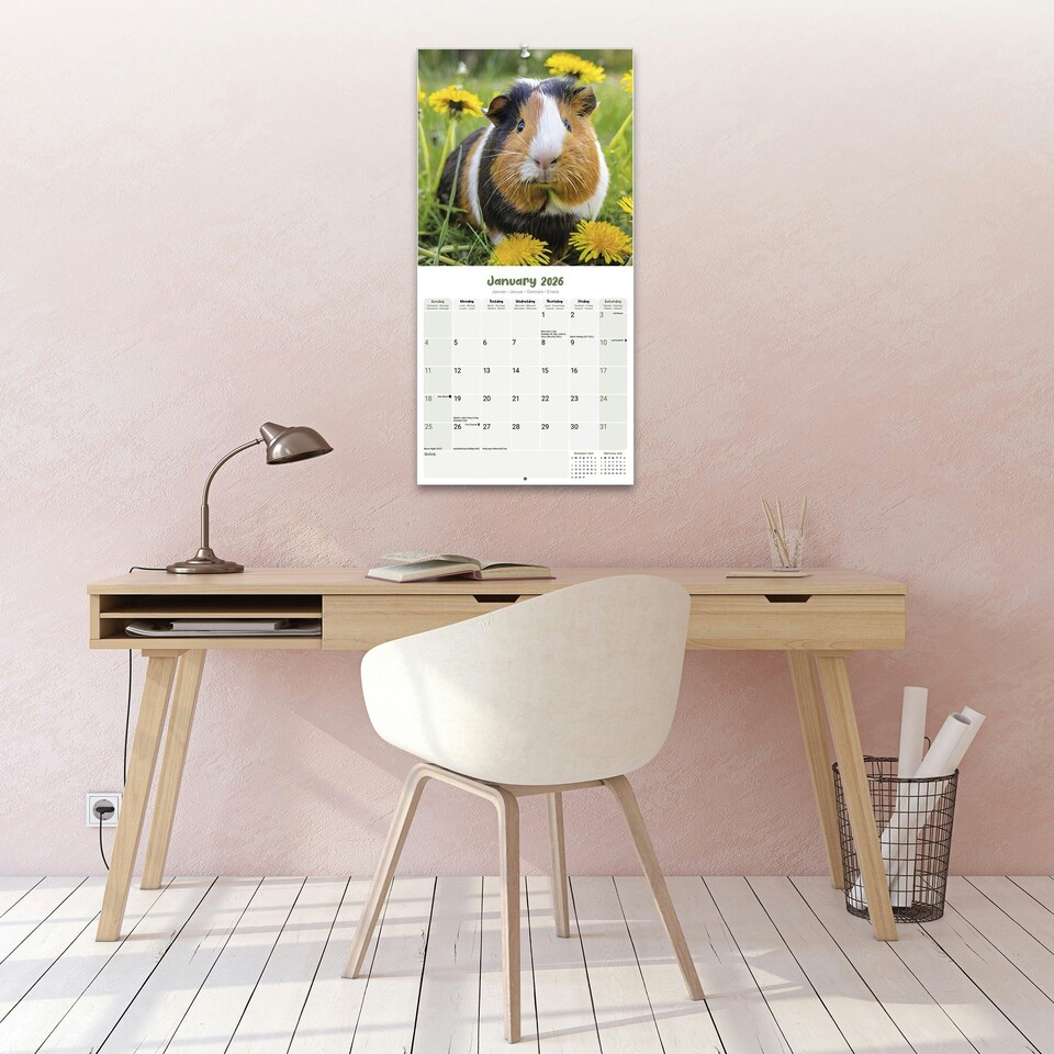 image 1 of Guinea Pigs 2026 Calendar | Square Wall Calendar | Animal Gift | Plastic Free Packaging | by Avonside Publishing