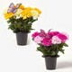 image 1 of Homescapes Set of 2 Yellow & Pink Carnation Artificial Flowers with Butterfly Decoration in Grave Vases