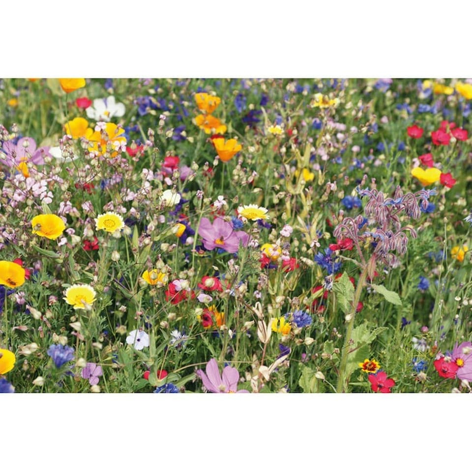 image 1 of MidOcean Flomix Disc Flower Seeds - Beige - One Size