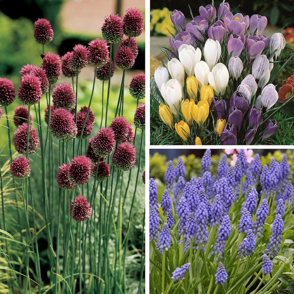 image 1 of YouGarden 300 Spring Flowering Bulb Mixed Pack, 300 Bulbs, 7 Varieties, Bulk Buy Collection, Ready for Autumn Planting