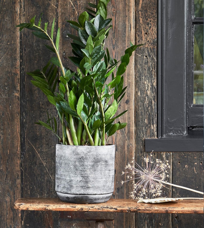 image 1 of Tivoli Planter - Cement - L26 x W26 x H25 cm - Earth | Multi