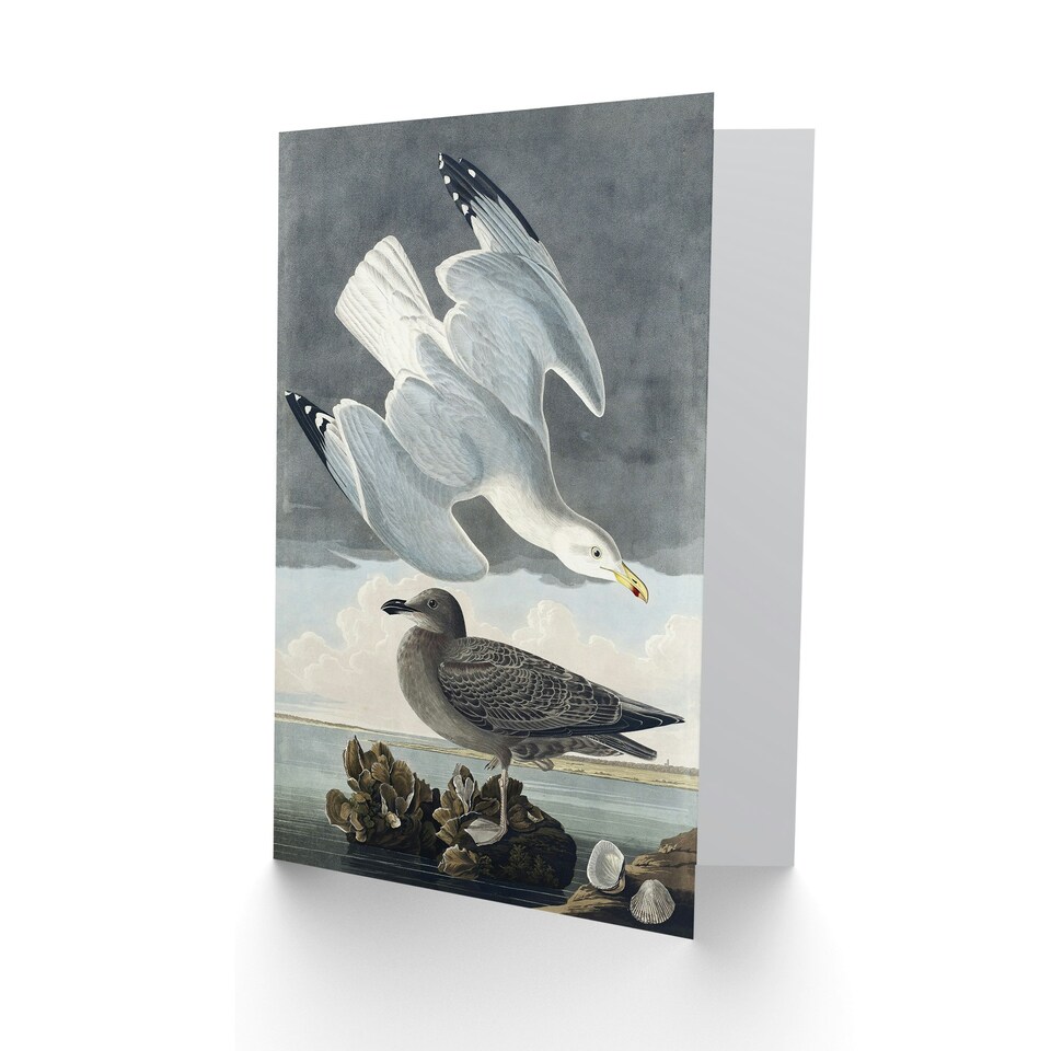 image 1 of John James Audubon Art Card Birds of America Herring Gull