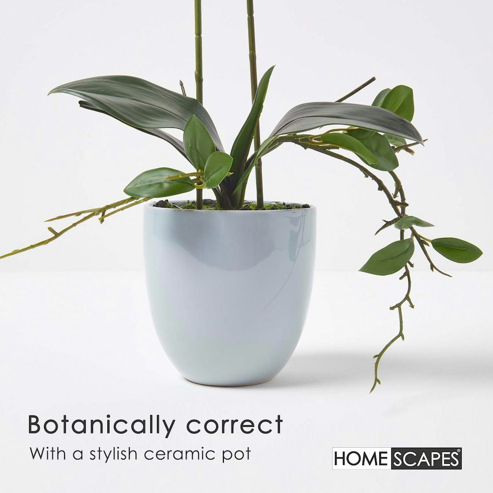 image 1 of Homescapes Pink Orchid 54 cm Phalaenopsis in Ceramic Pot