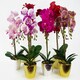 image 3 of Orchid Artificial Purple Leopard Gold Pot 50cm Phalaenopsis