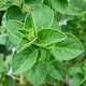 image 2 of Oregano 'Origanum vulgare' - hardy perennial herb, 3 x 9cm