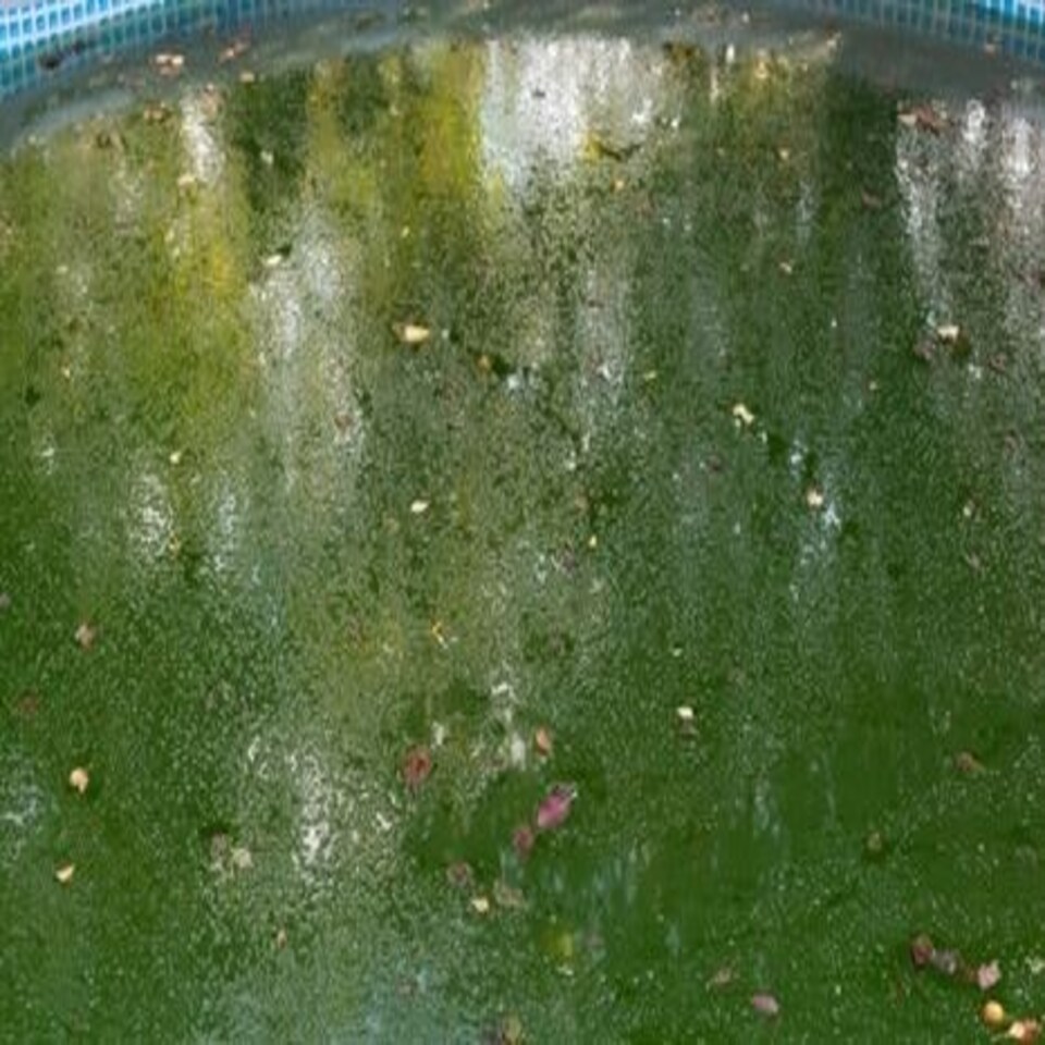 High Quality Algaecide 10 Litres Algicide algae controller remover