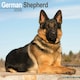 image 1 of German Shepherd 2026 Calendar | Square Wall Calendar | Dog Breed Gift | Plastic Free Packaging | by Avonside Publishing