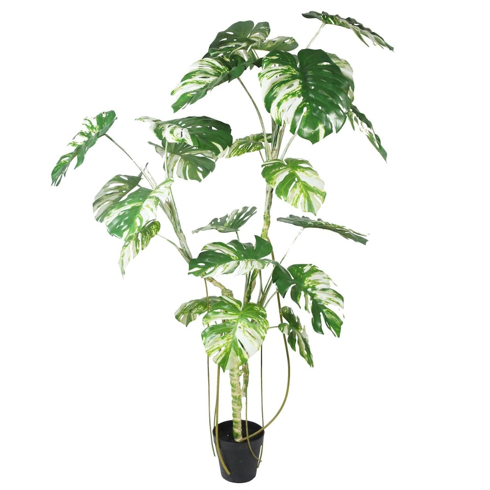 image 1 of 210cm Variegated Monstera Realistic Artificial Tree