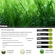 image 2 of Pegdev ProGrow Grass Seed Fast-Growing High Density Disease Resistant 100g