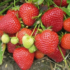 Carbeth Plants 36 x Strawberry Elsanta Bare Roots - High Yielding Fruit Plants for Beginners