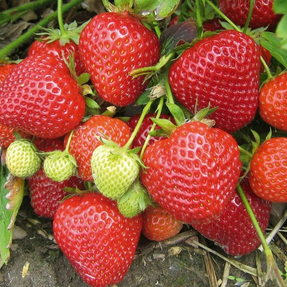 Carbeth Plants 36 x Strawberry Elsanta Bare Roots - High Yielding Fruit Plants for Beginners