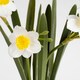 image 4 of 42Cm Daffodil Spray In Ceramic Pot Yellow | One Size