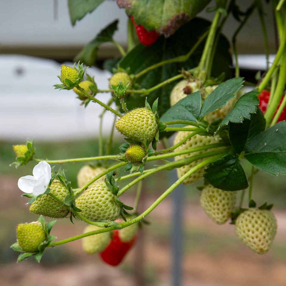 image 1 of Flamenco Everbearing Strawberry 10 bare root