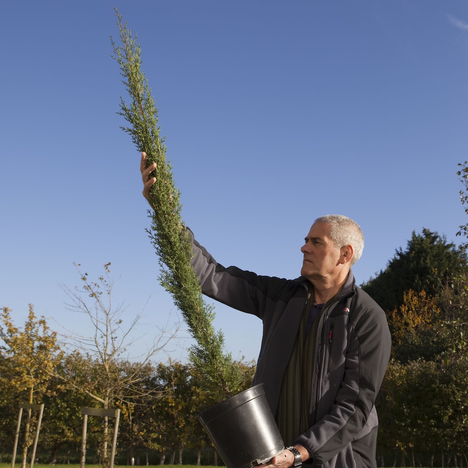 image 1 of YouGarden Italian Cypress Trees, Set of Two Established Plants in 20cm Pots, Already 90-120cm Tall