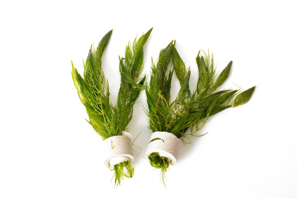 image 1 of Hornwort (Ceratophyllum demersum) - Live Aquarium Plant for Background Planting, Low Light, No CO2 Needed - Fish Tank Plant